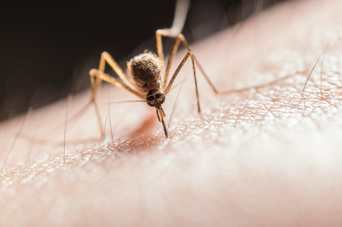 Do Mosquitoes Sleep? Uncovering the Resting Habits of These Pesky Insects - Natural Sleep